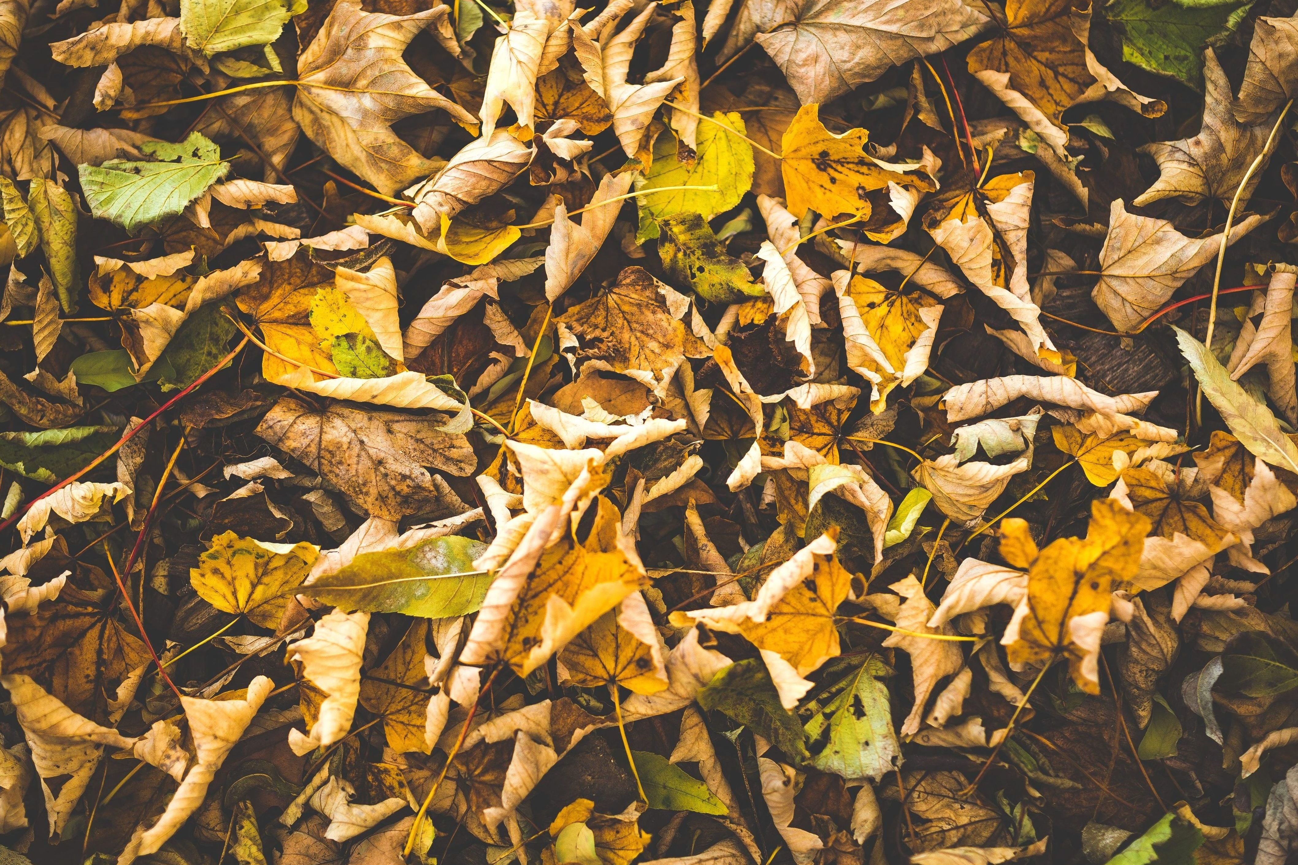 Засушенные листья фон