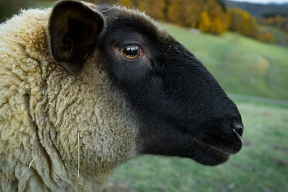 động vật, cừu, trang trại, mắt, đầu, len