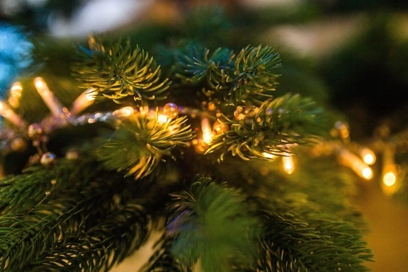 kerstboom met licht, pijnboom, tak, blad