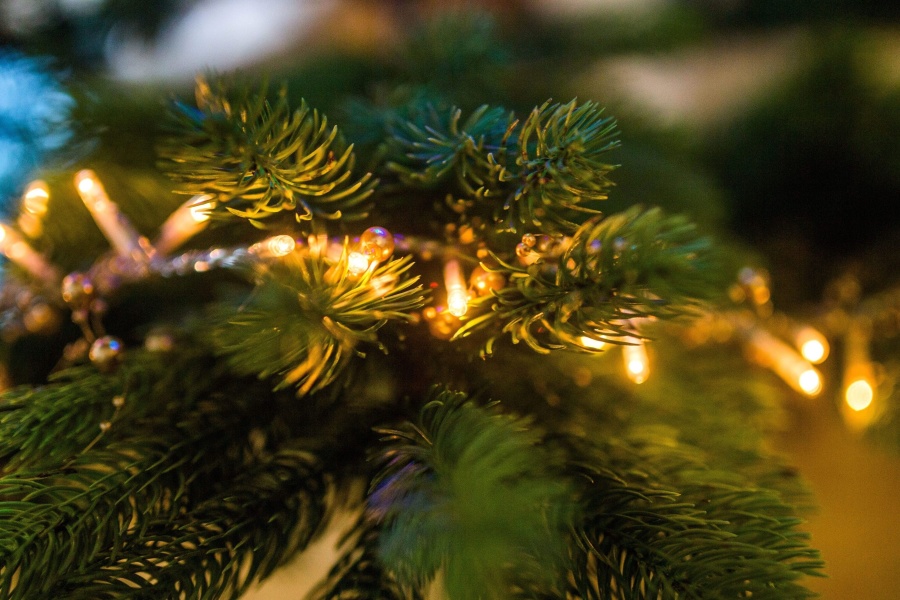クリスマス ツリー、ライト、松の木、枝、葉