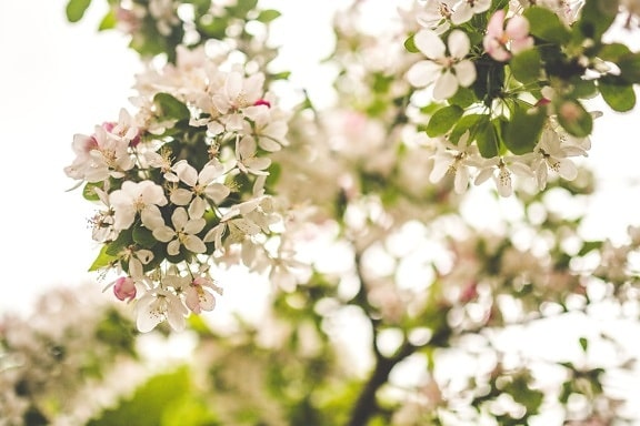 Blanco, pétalo, rama, flor, árbol, tiempo de primavera
