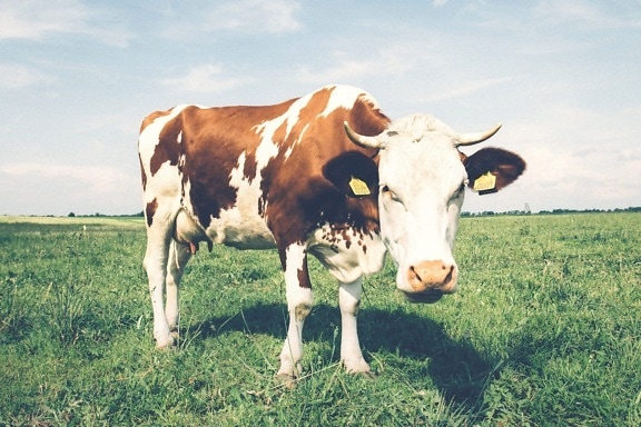 Animal, prado, vaca, campo, ganado, granja, bovino, rancho, pasto, pasto o césped