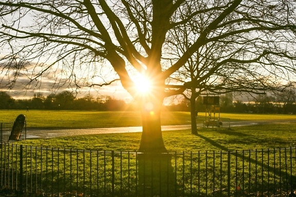 日差しの中、公園、フェンス、木
