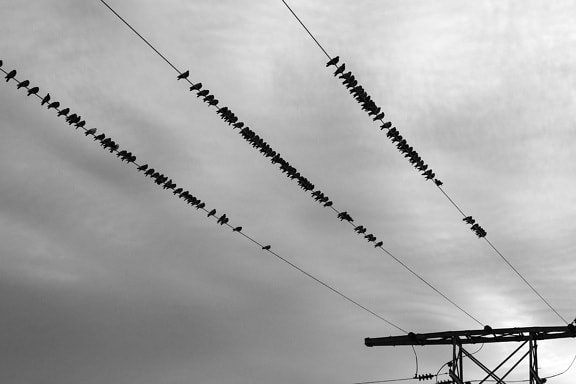flock, bird, wire, electricity, sky