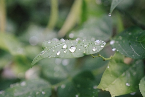 Free Picture Dew Rain Leaf Flora Blade Raindrop Droplet Garden