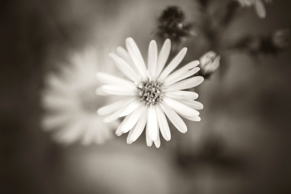virág, daisy, levél, növény, szirom, fekete-fehér