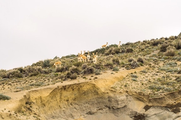 llama, sand, alpaca, animal, landscape, sky, mountain