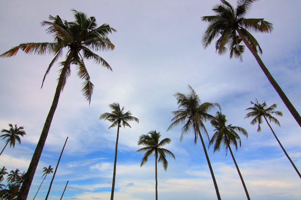 palmetræ, blå himmel, kokos, palme