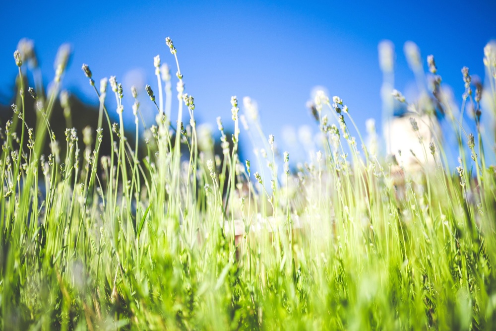 ört, fält, gräs, sommar, växt, himmel, äng