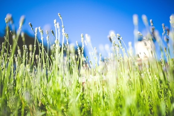 herb, field, grass, summer, plant, sky, meadow