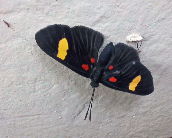 fekete, pillangó, rovar