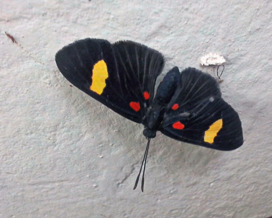 svart, butterfly, insekt