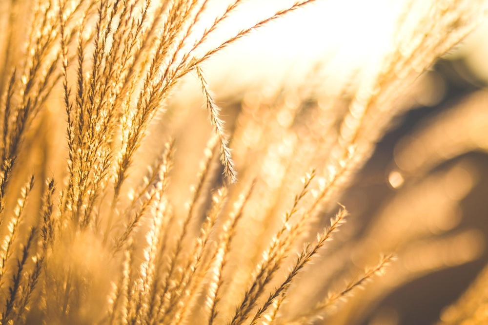 Sunshine, pšenice, obilí, pole, zemědělství, na venkově, byliny