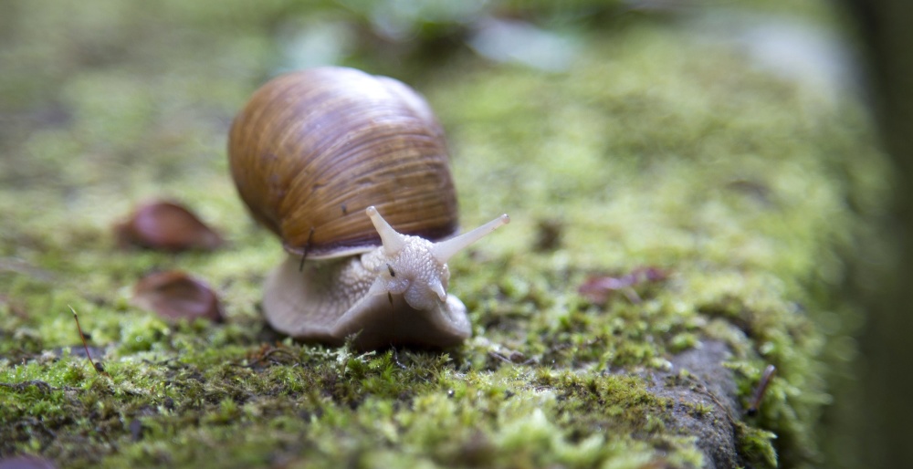 snail, moss, macro, gastropod, mollusk, invertebrate, animal