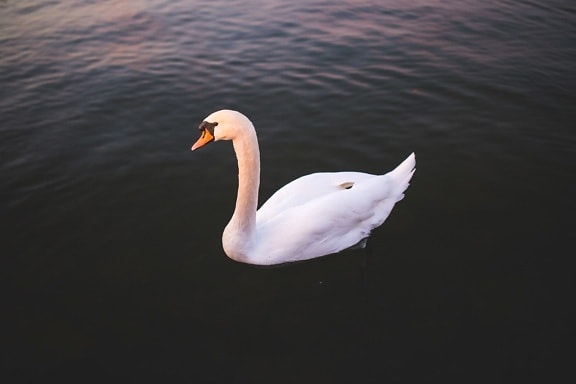 Biela labuť, voda, swan, vták, peria, zobák