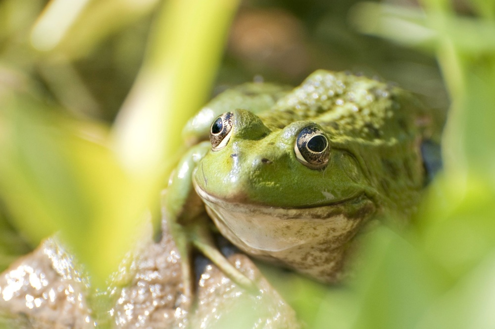 зелена жаба, земноводни, жаби, влечуги, макрос