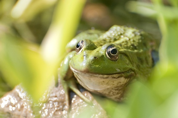 zelená žába, obojživelníků, žába, plaz, makro