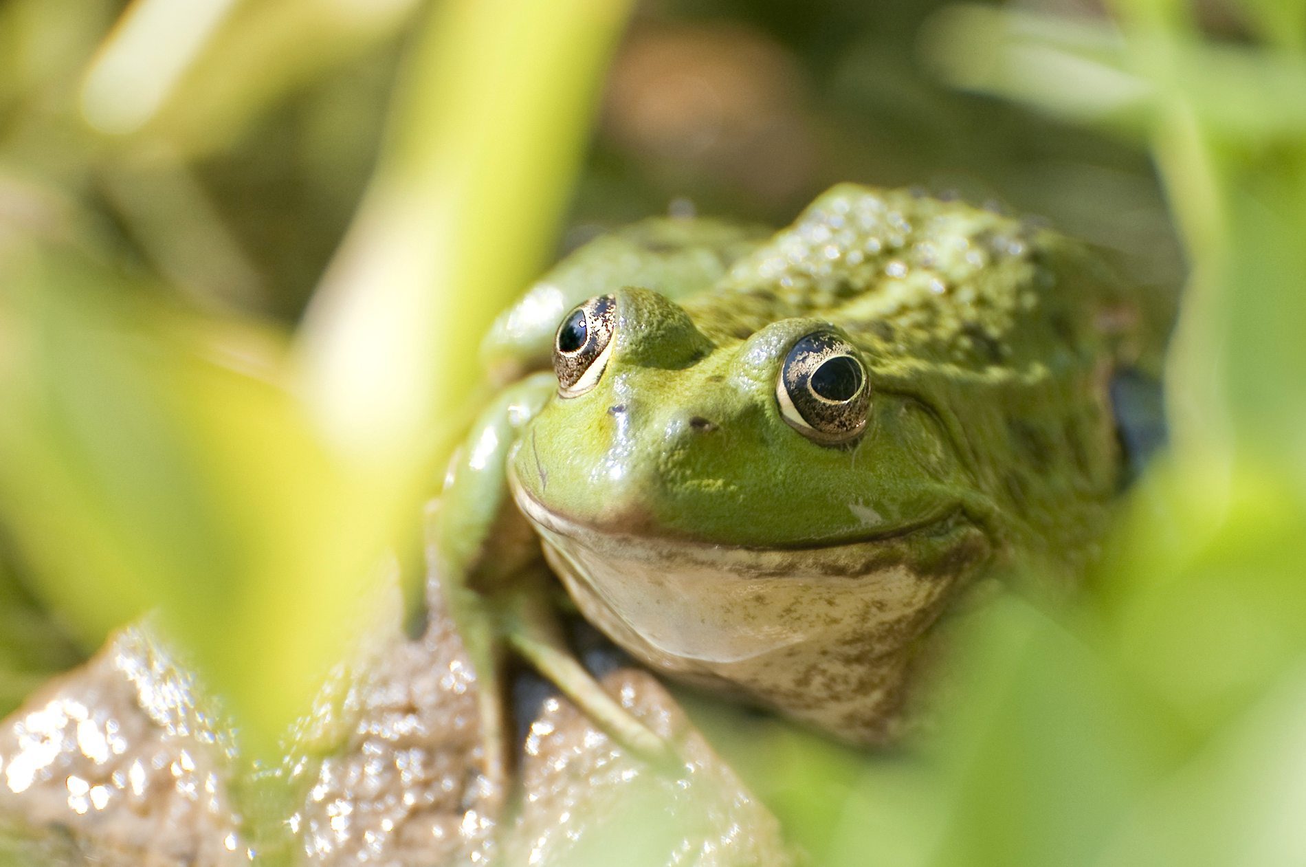 Kostenlose Bild: Grüner Frosch, Amphibie, Frosch, Reptil, Makro