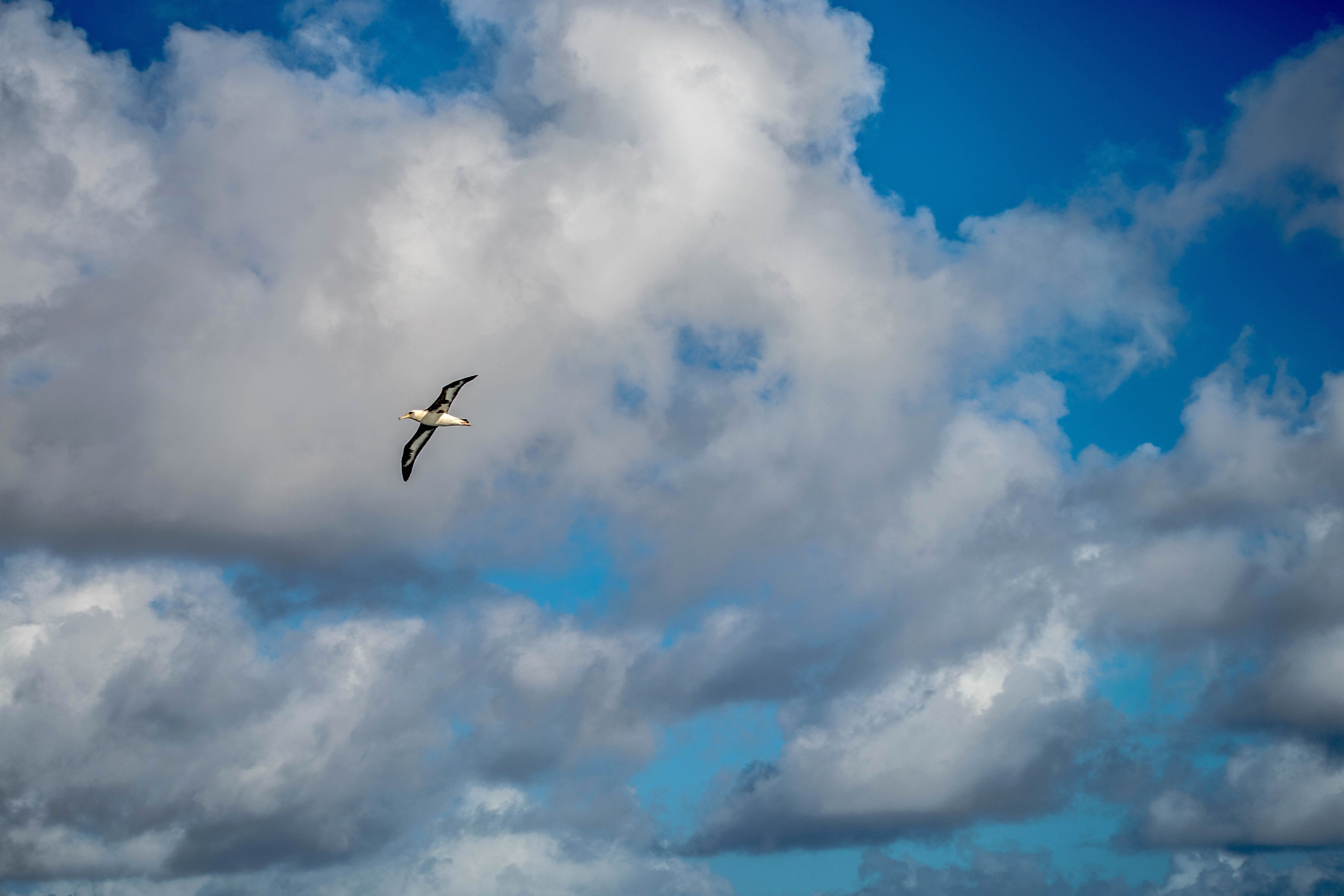 Kostenlose Bild: Vogel, blauer himmel, wolke, luft, wind, landschaft