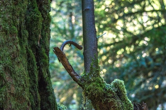 tree bark, moss, forest, landscape