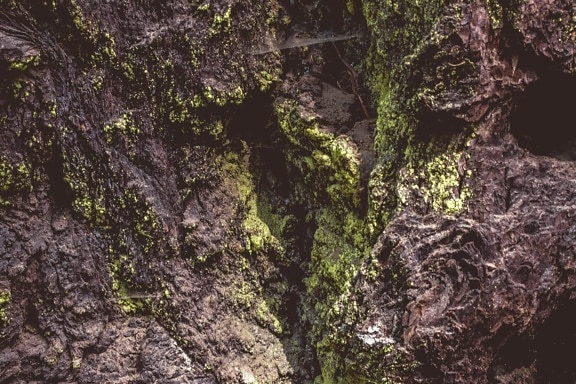 moss, tree, oak, forest, landscape