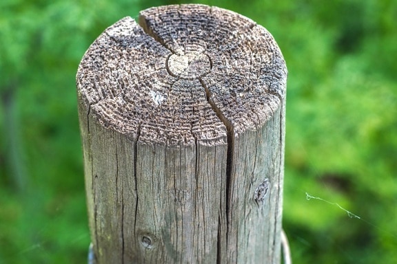 Holz, braun, Detail, braun, Vegetation