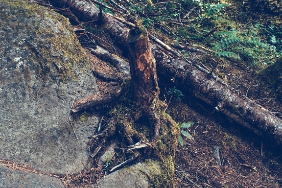 Albero, foresta, pietra, ramo
