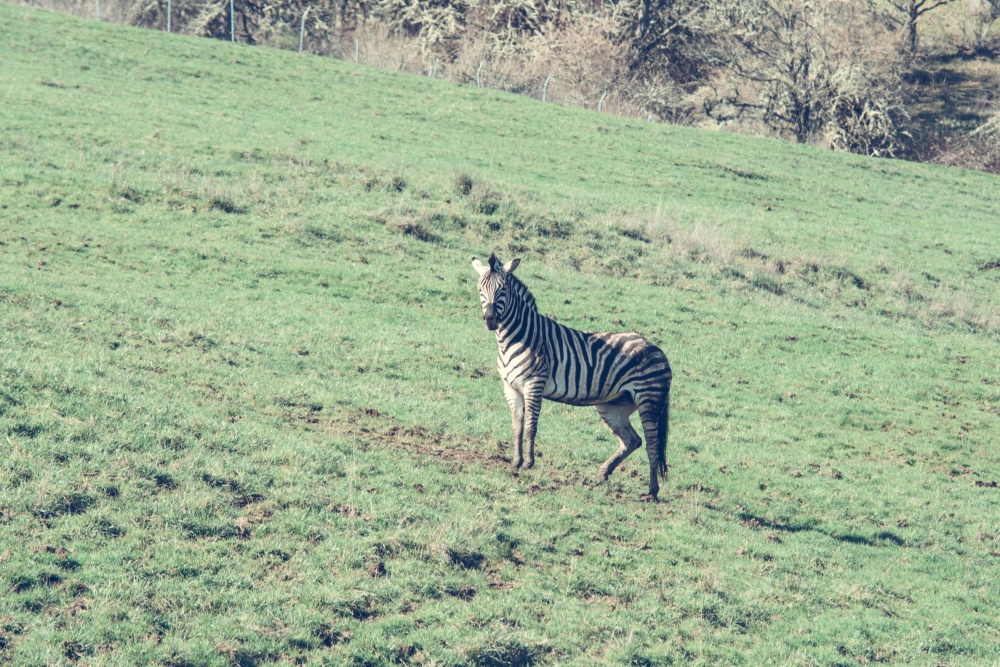 Zebra, vida selvagem animal, África,