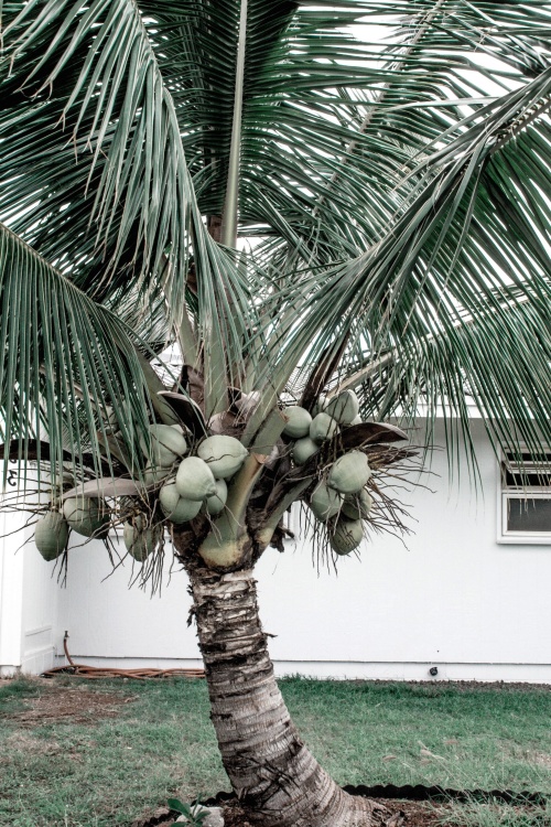 Palm copac, nucă de cocos, gazon, iarba