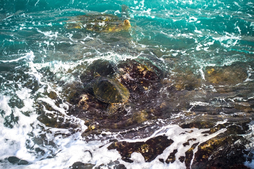 черепаха, вода, побережье, риф, вода, коралловые