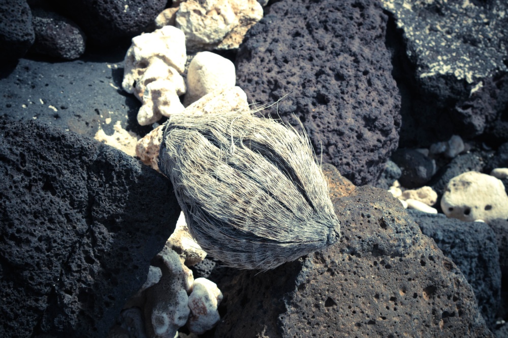 돌, 코코넛, 해안
