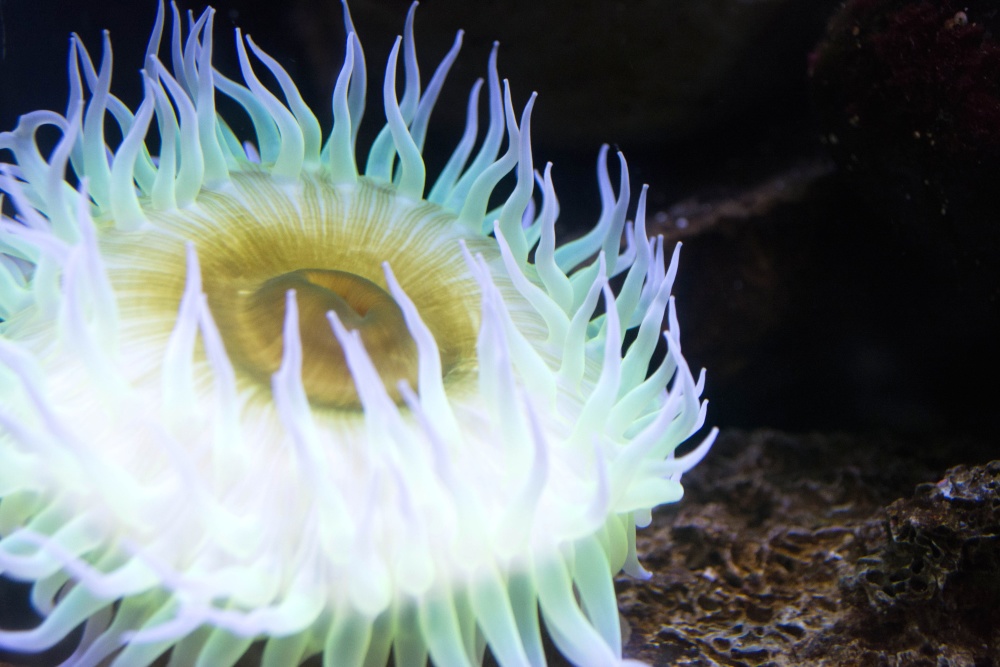 Anemone, hvirvelløse dyr, undervands, reef, coral