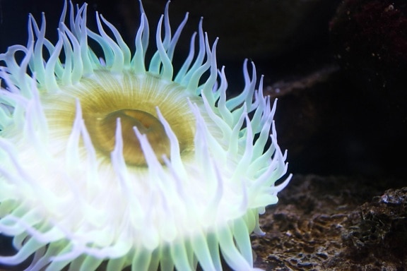 anemone, invertebrate, underwater, reef, coral