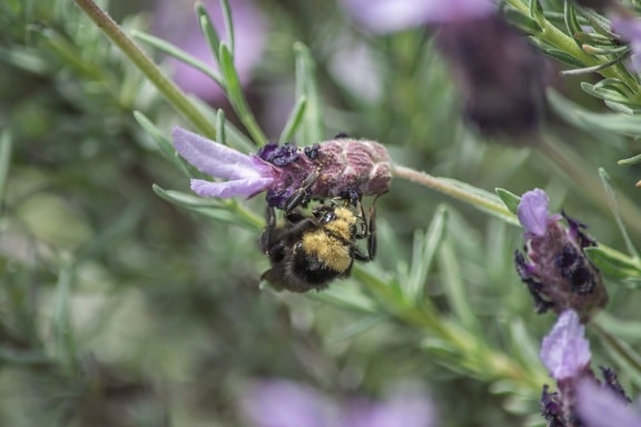 ong, côn trùng, chi nhánh, Hoa