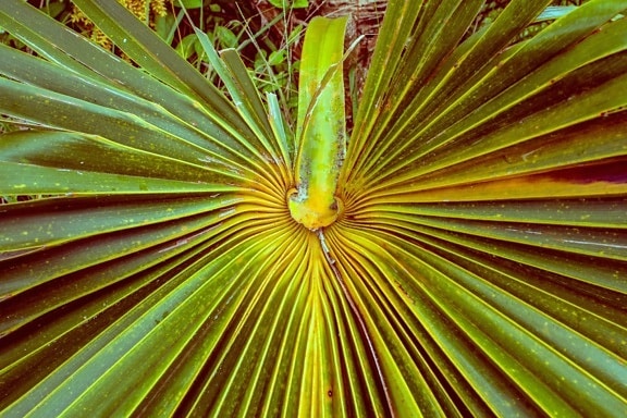 tropiske urt, bush, blad, palmetræ, grønne blade