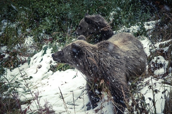 bear, wildlife, animal, winter, snow