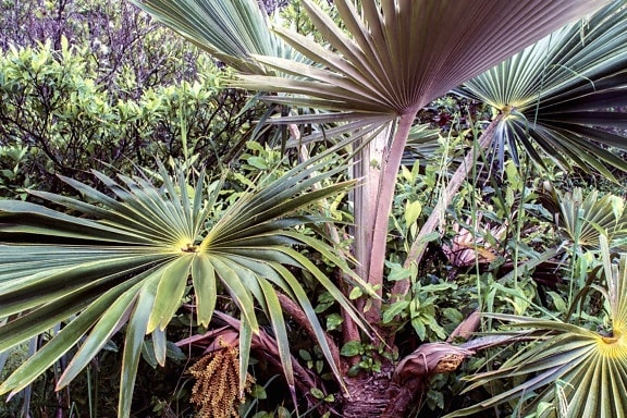 palmboom, kokospalm, bush en Tuin, groene bladeren