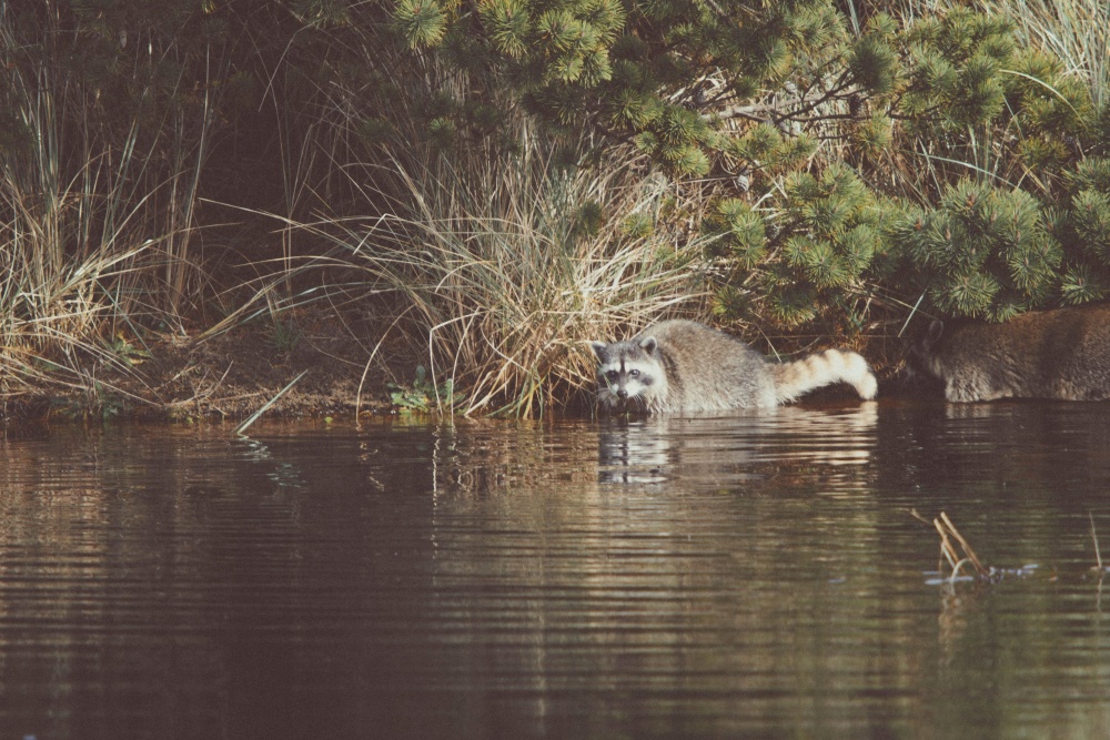 Raccoon, eau, rivière, faune, marais, reflet, nature