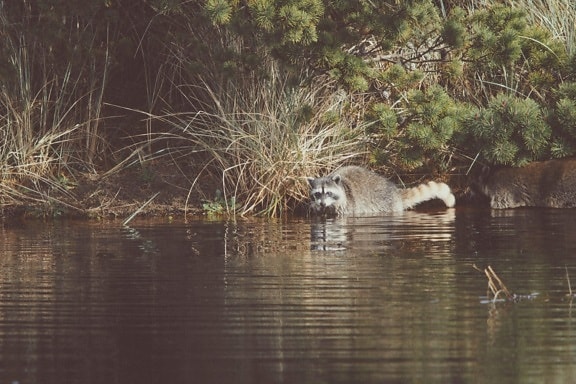 raccoon, water, river, wildlife, swamp, reflection, nature