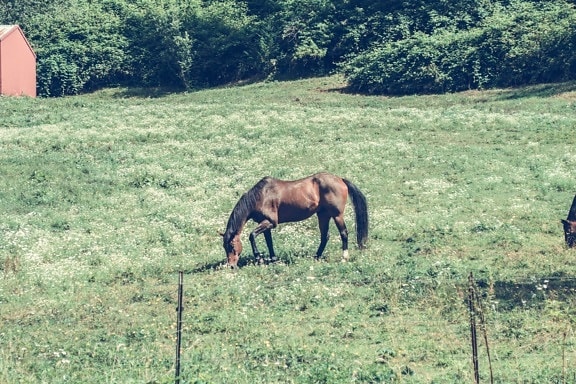 Free picture: horse, thoroughbred, animal, farm, brown, stall