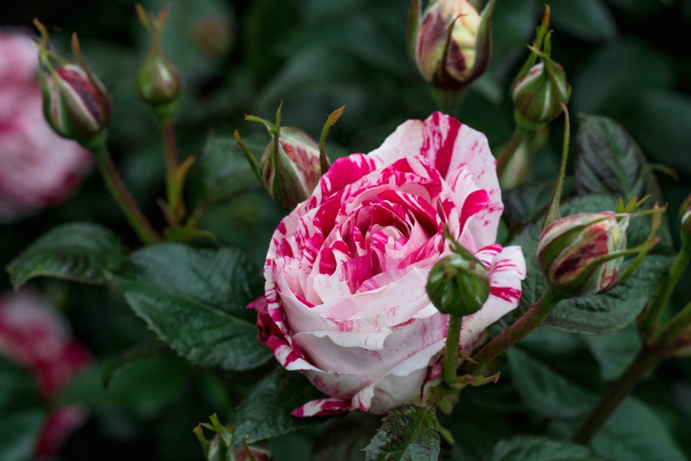 Rosa blume, rose, blatt, natur, blumenblatt, flora, garten, strauch, pflanze