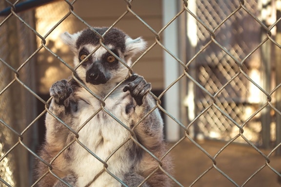 Lemur, cage, animal, clôture, singe, primate