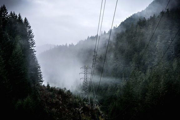 đường dây điện, điện, rừng, sương mù, thiên nhiên, phong cảnh, bầu trời