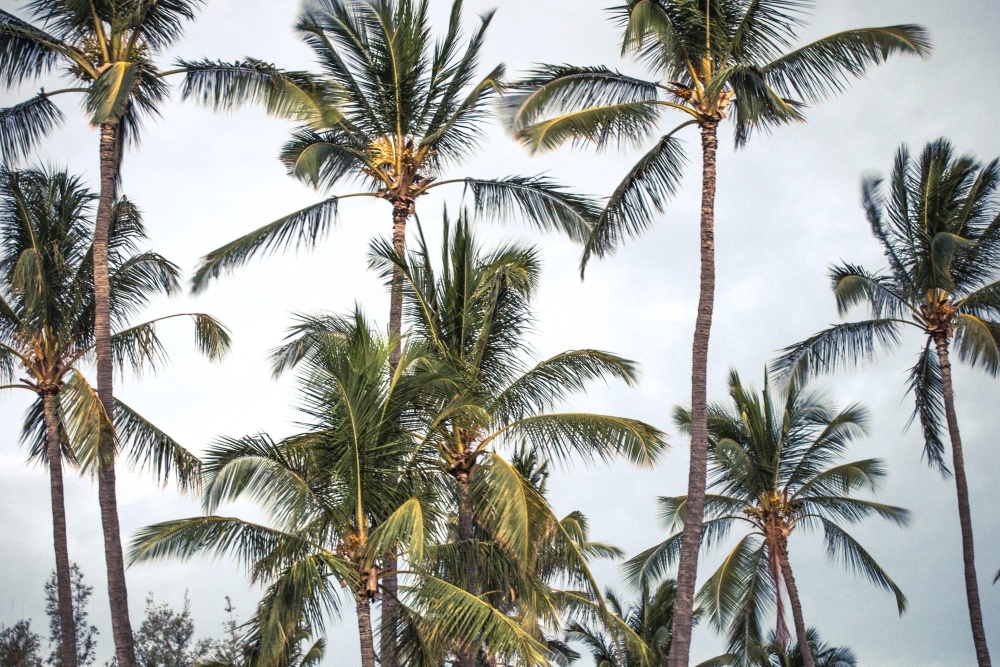 Palm pohon kelapa, pantai, eksotis, pohon, paradise resort, pulau, musim panas