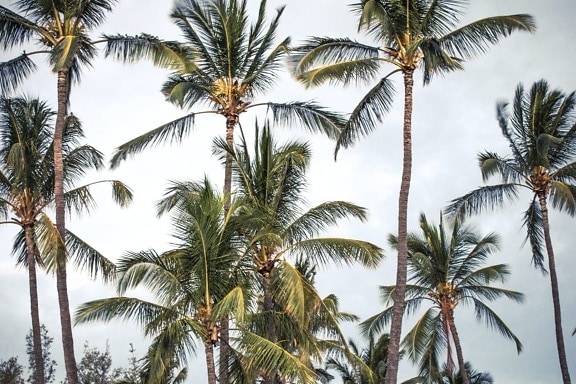 Palmier, noix de coco, plage, exotique, arbre, paradis, station, île, été