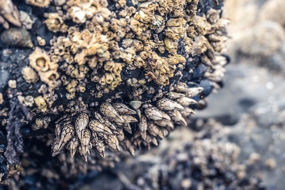 Seashell, thiên nhiên, bờ biển đá