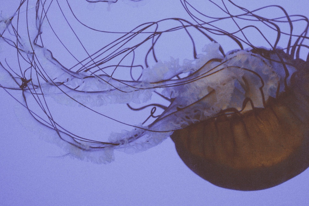 medúzy, bezstavovcov, zviera, pod vodou