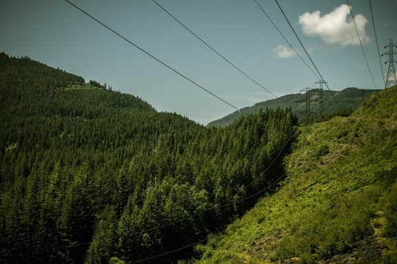 green, wire, landscape, nature, wood, mountain, tree, sky