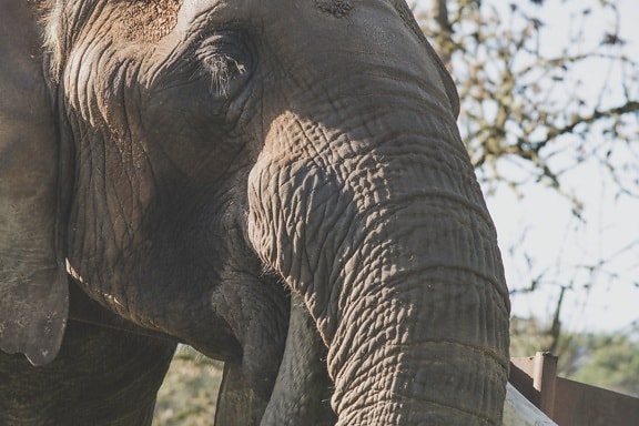 มาเจสติก ช้าง ลำต้น ธรรมชาติ สัตว์ ป่า ใหญ่ สัตว์ แอฟริกา
