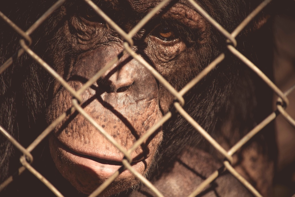 macaco, gaiola, cerca, prisão, retrato, zoológico, orangotango